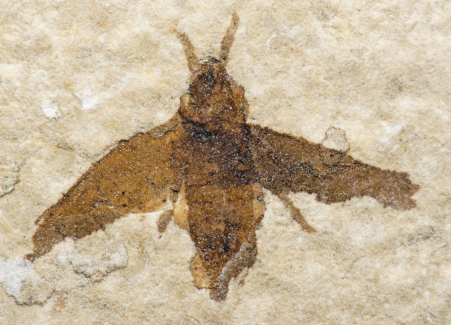 Insect Fossil #3 Photograph by Millard H. Sharp