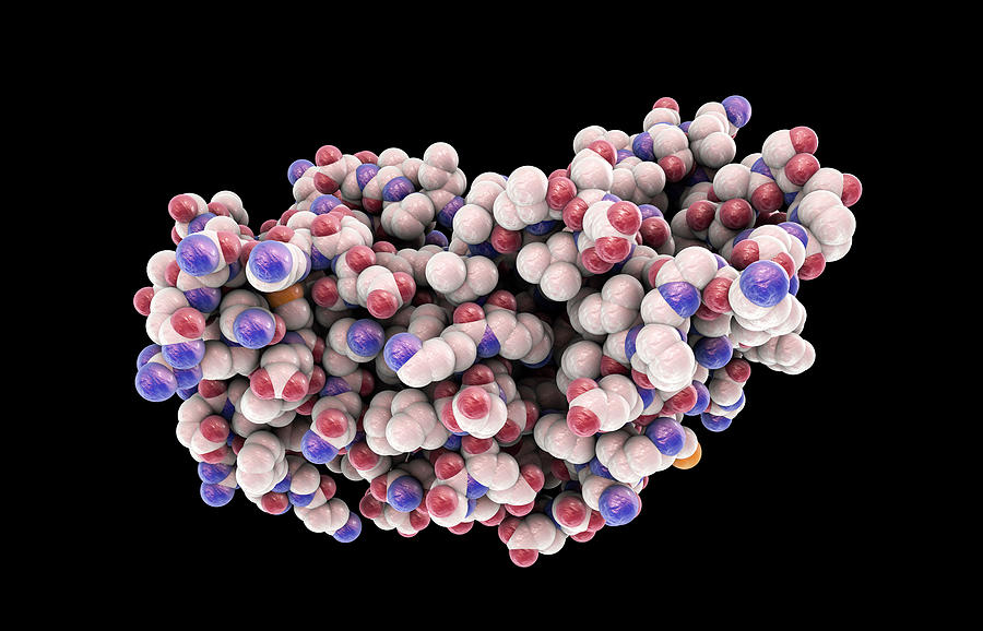 Interferon Gamma Molecule #3 Photograph by Kateryna Kon/science Photo Library