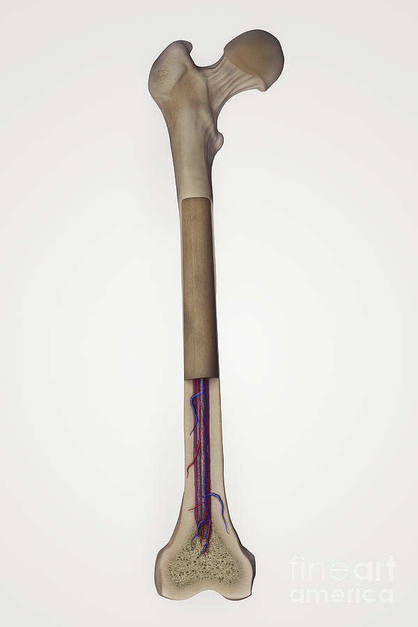 Internal Anatomy Of Bone Femur #3 Photograph by Science Picture Co