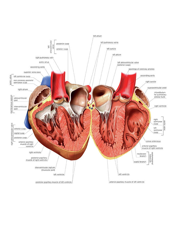 internal heart anatomy diagram