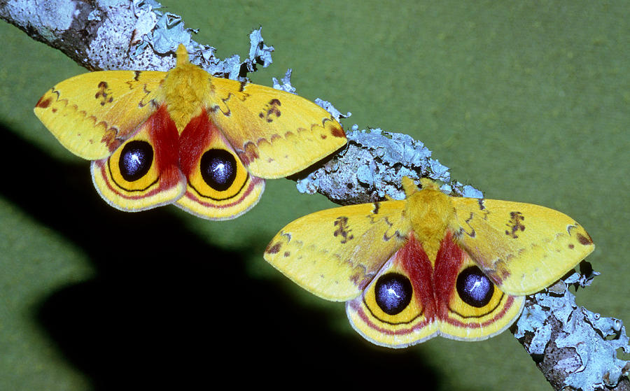 Sticker: IO Moth