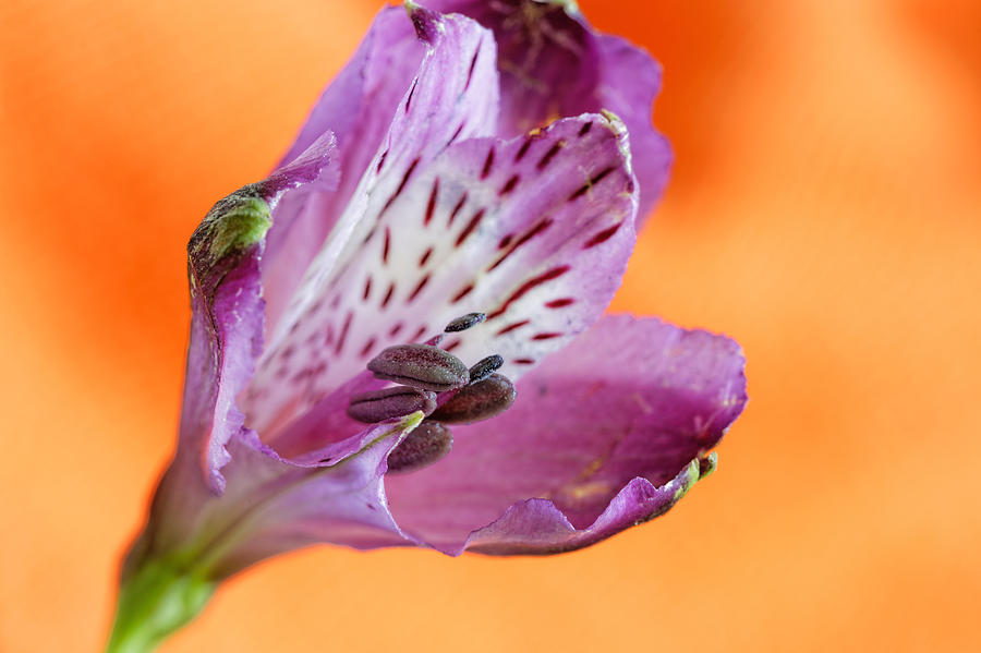 Iris Flower #3 Photograph by Peter Lakomy