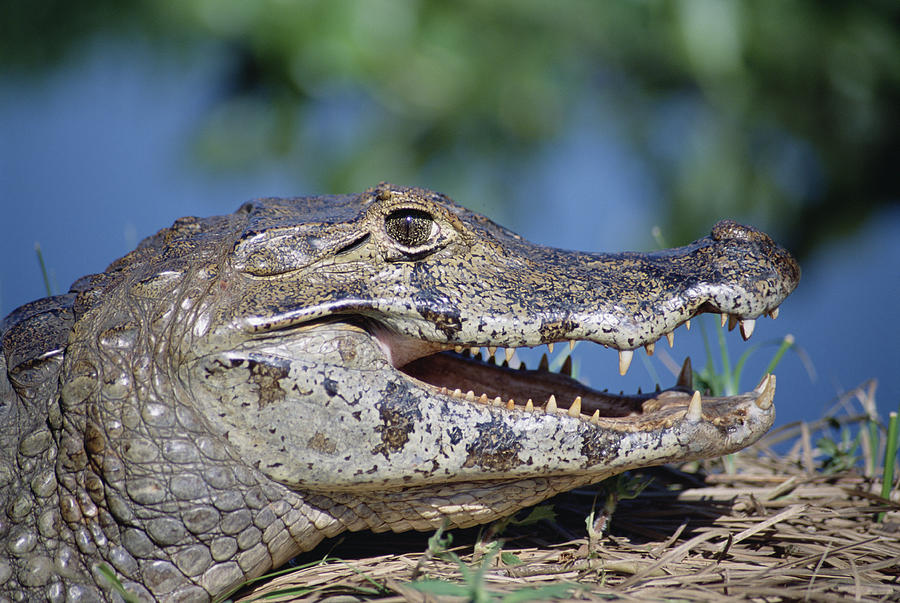 Jacare Caiman Portrait Pantanal Brazil #3 Photograph by Tui De Roy
