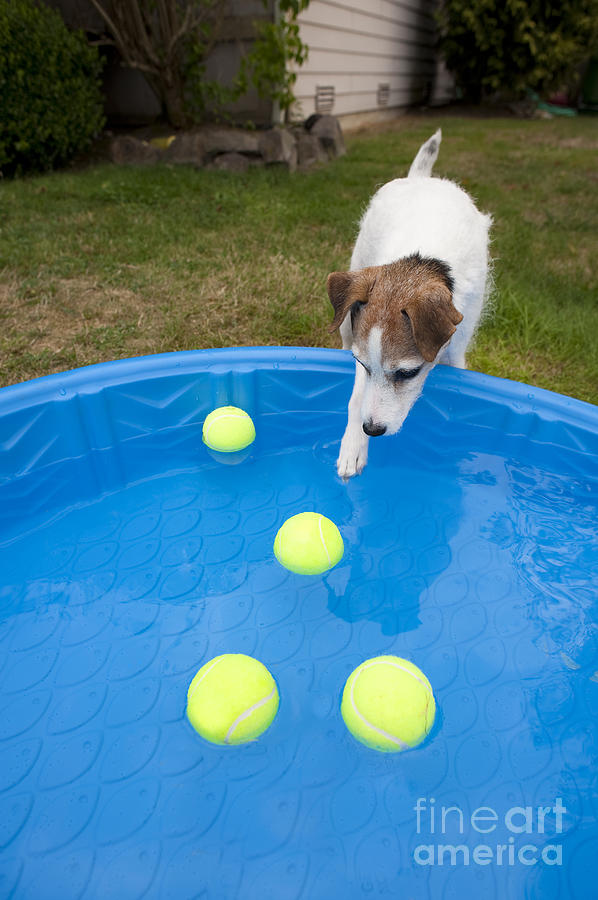 Jack Russell Terrier Pool Ball #3 Photograph by Jim Corwin