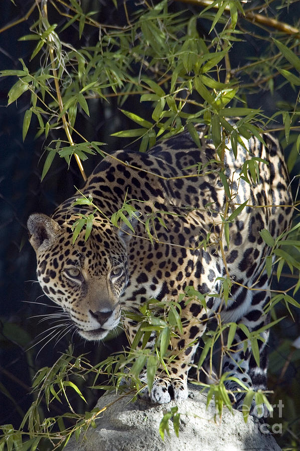Jaguar #3 Photograph by Mark Newman
