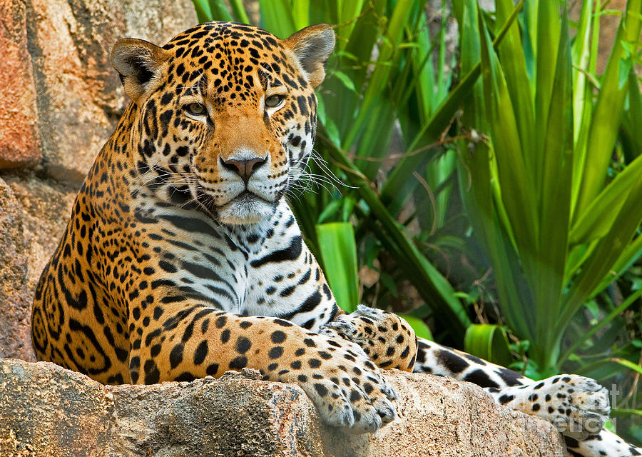 Jaguar #3 Photograph by Millard H. Sharp