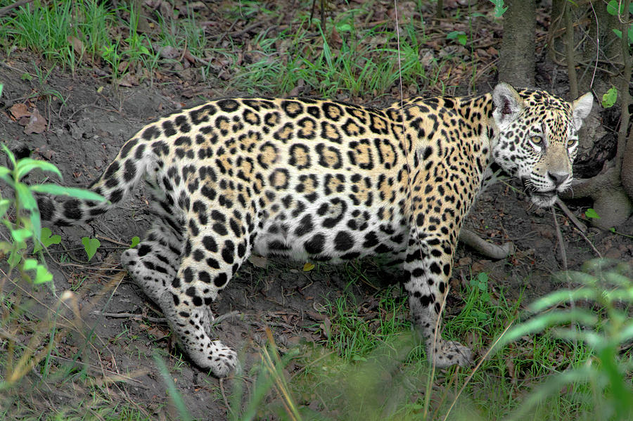 Nature Photograph - Jaguar Panthera Onca, Pantanal #3 by Animal Images