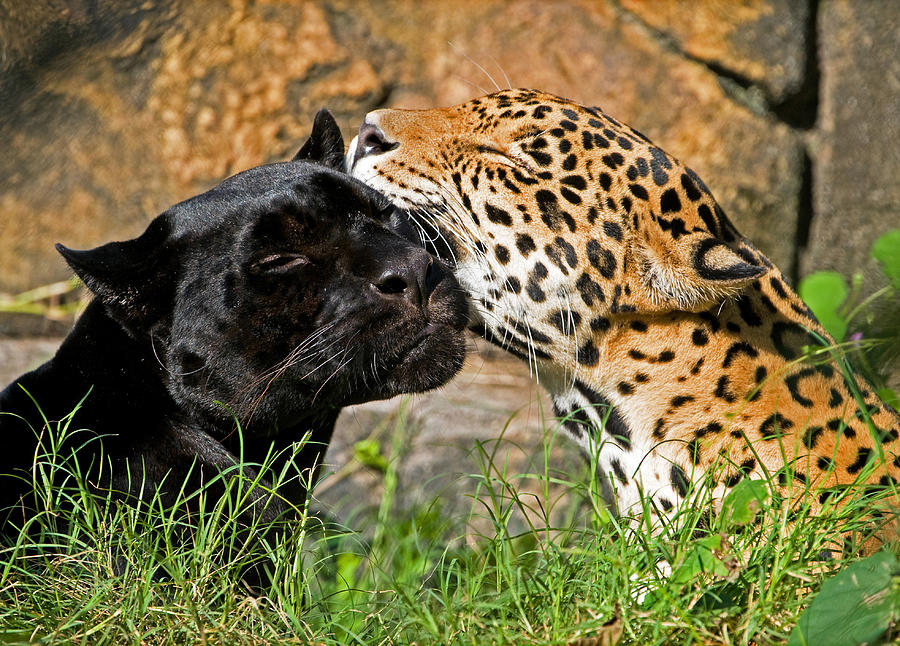 Black Panther Movie Photograph - Jaguars #3 by Millard H. Sharp