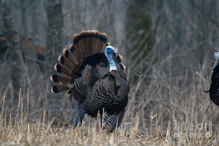 Jake Eastern Wild Turkey #3 Photograph by Linda Freshwaters Arndt
