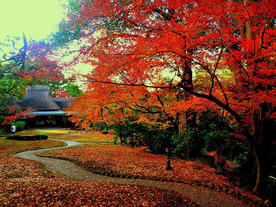 Japan red #4 Photograph by Kumiko Mayer