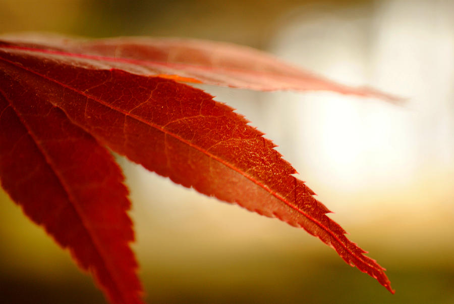 Japanese Maple Leaf #3 Photograph by Kelly Nowak