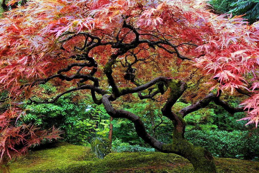 Japanese Maple Tree #3 Photograph by Jane Girardot