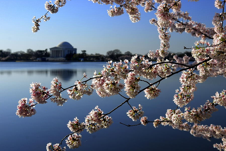 Jefferson Memorial and DC Cherry Blossom Festival #3 Photograph by Willie Harper