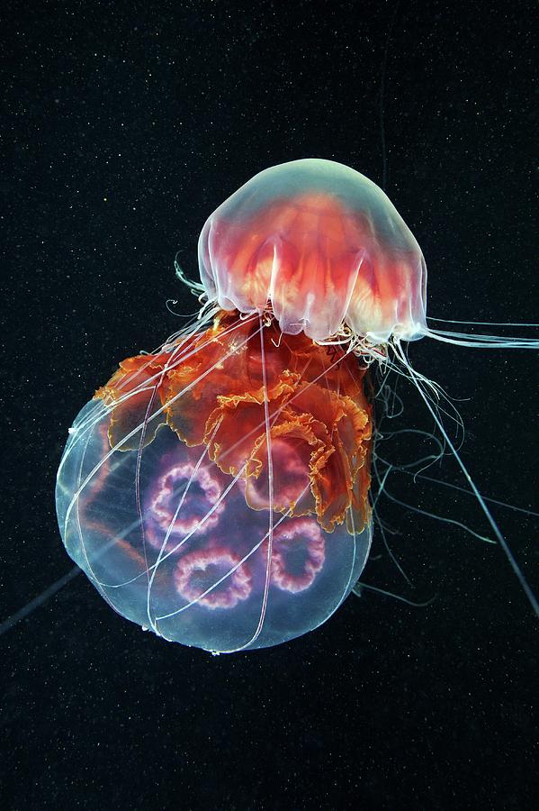 Wildlife Photograph - Jellyfish Feeding #3 by Alexander Semenov
