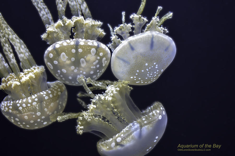 Jellyfish of Aquarium of the bay San Francisco #3 Photograph by LeeAnn McLaneGoetz McLaneGoetzStudioLLCcom