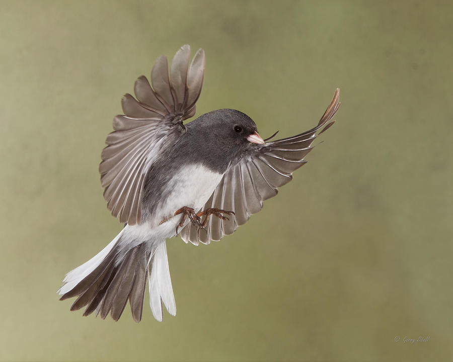 Jimmy Junco #1 Photograph by Gerry Sibell