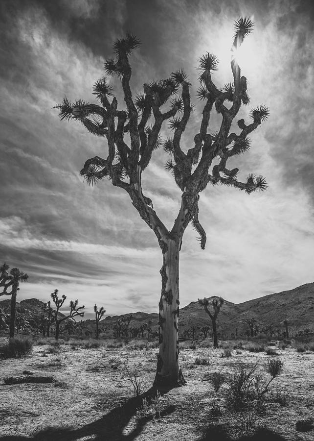 Joshua Tree National Park #4 Photograph by Lee Harland