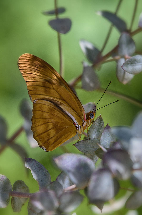 Butterfly Photograph - Julia Butterfly  #3 by Saija Lehtonen
