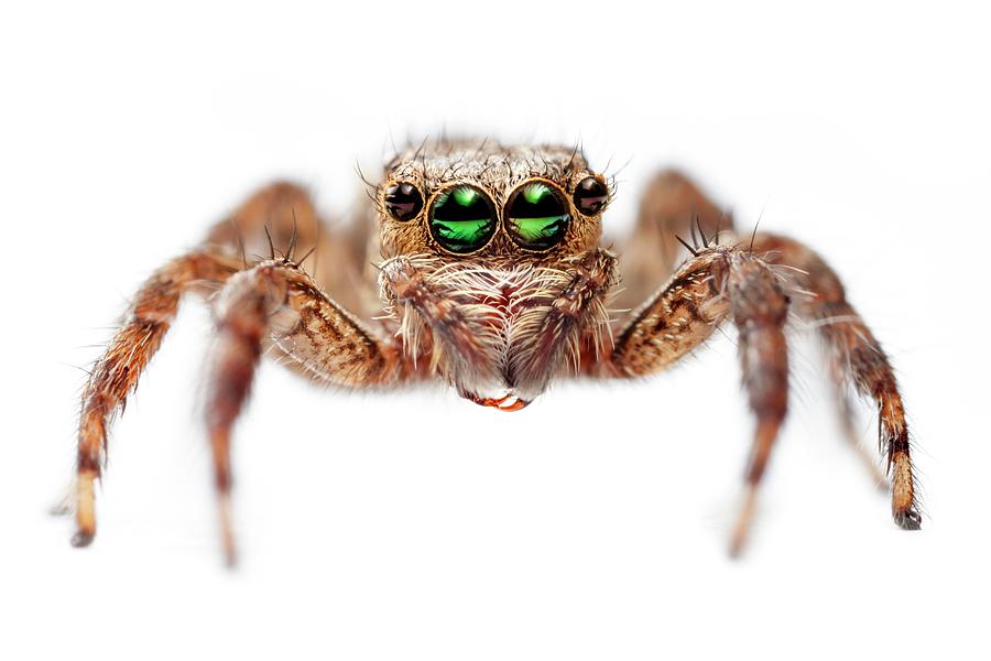Jumping Spider #3 Photograph by Alex Hyde