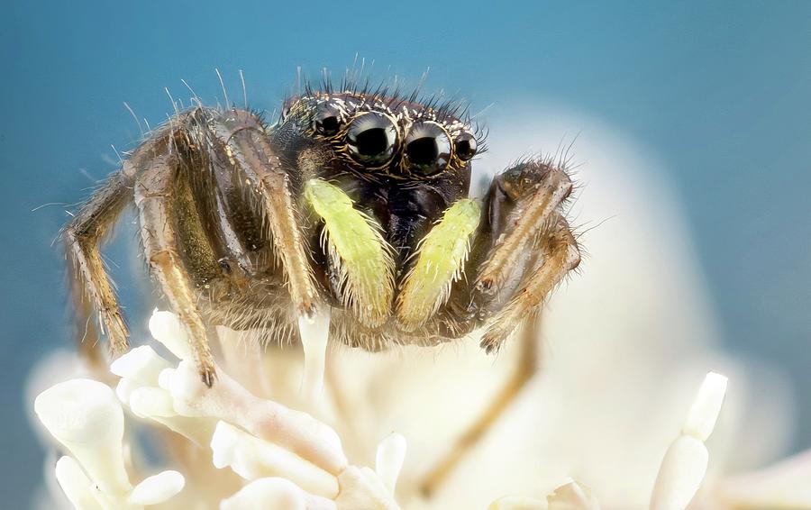 Jumping Spider #3 Photograph by Nicolas Reusens