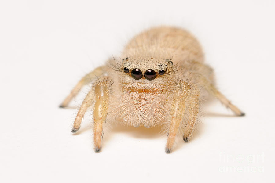 Spider Photograph - Jumping Spider #3 by Scott Linstead