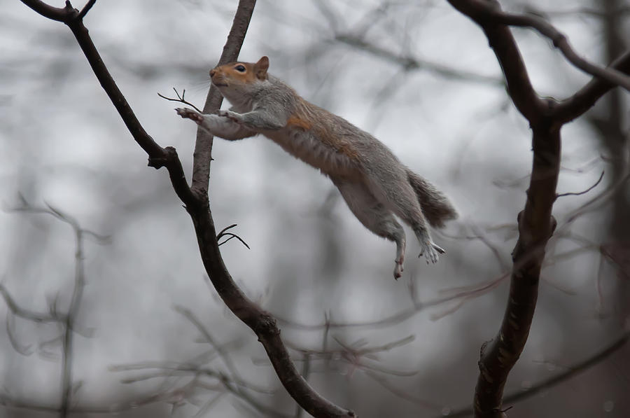 Jumping Squirrel #3 Photograph by Alex Grichenko