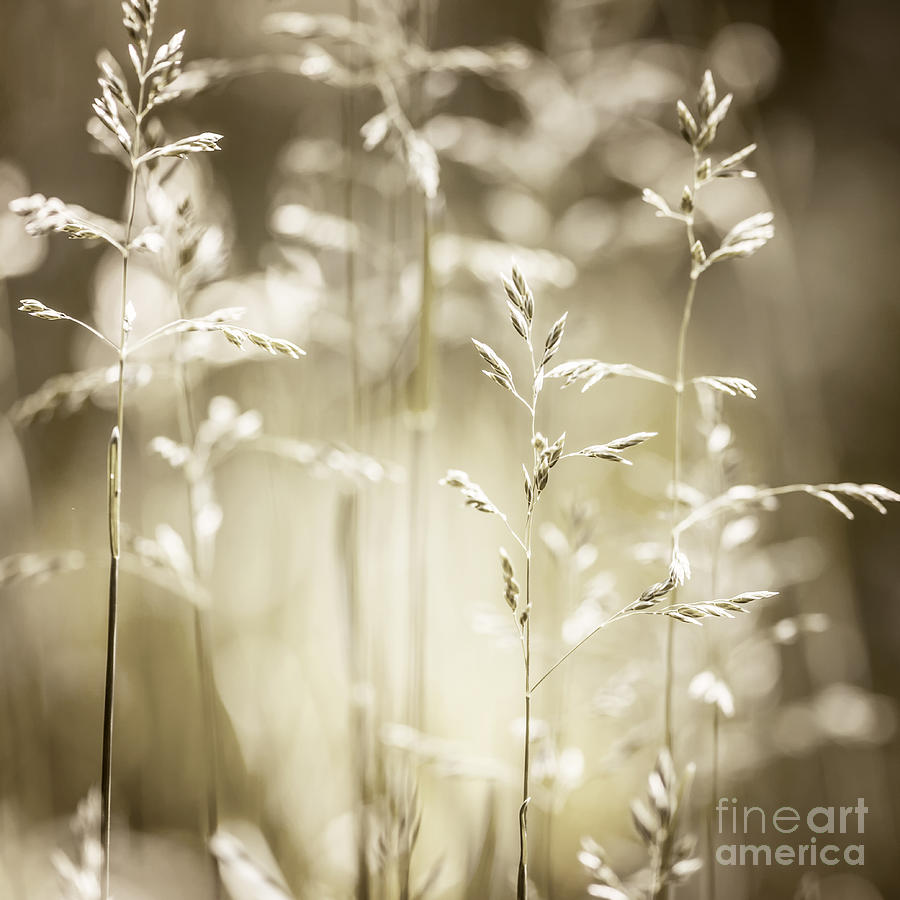 Summer Photograph - June grass flowering 3 by Elena Elisseeva