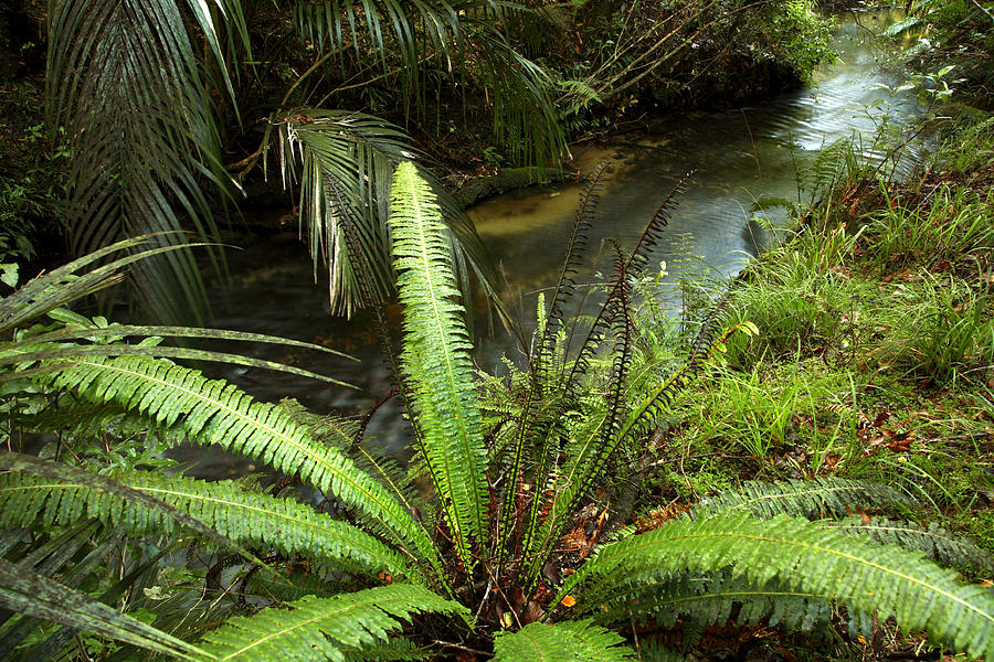 Jungle Photograph - Jungle stream #3 by Les Cunliffe