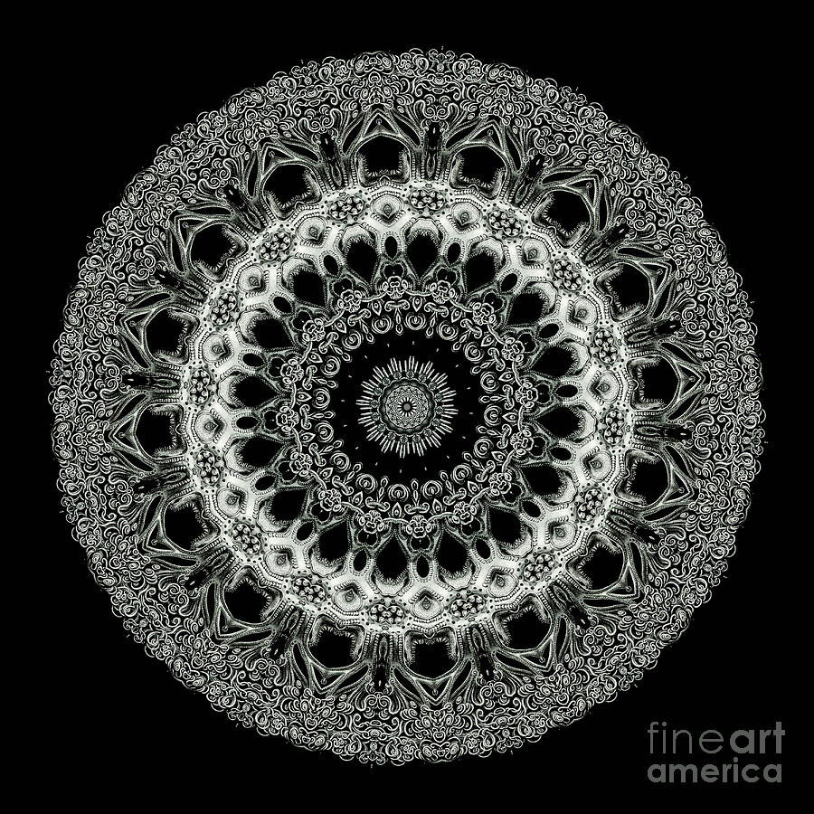 Ernst Haeckel Photograph - Kaleidoscope Ernst Haeckl Sea Life Series Black and White Set 2 #3 by Amy Cicconi
