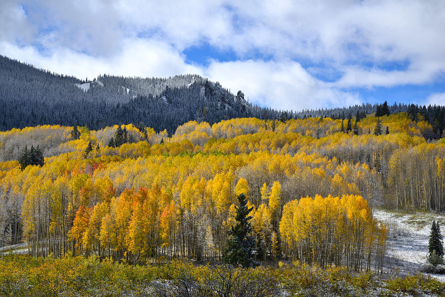 Kebler Pass Fall Colors #13 Photograph by Ray Mathis