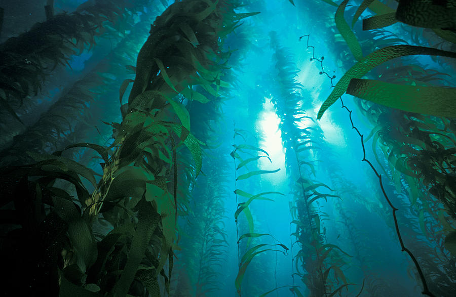 Kelp Forest Photograph by Greg Ochocki