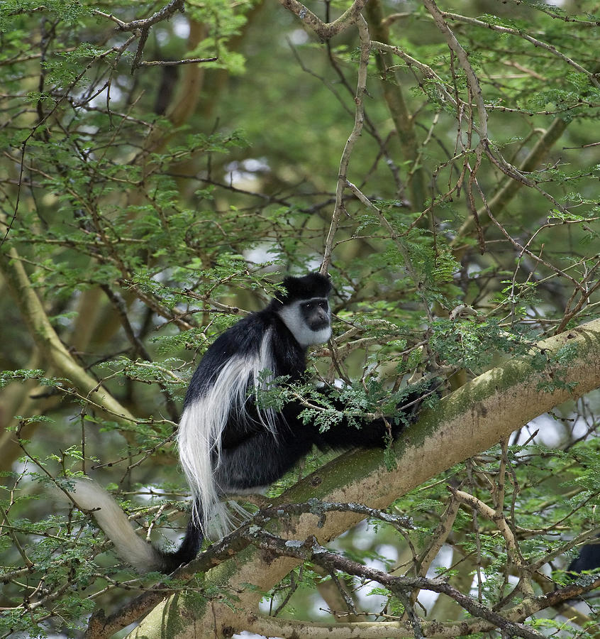 Kenya, Lake Nakuru National Park Photograph by Jaynes Gallery - Pixels