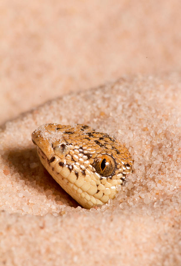 Snake Photograph - Kenyan Sand Boa Eryx Colubrinus #3 by David Kenny