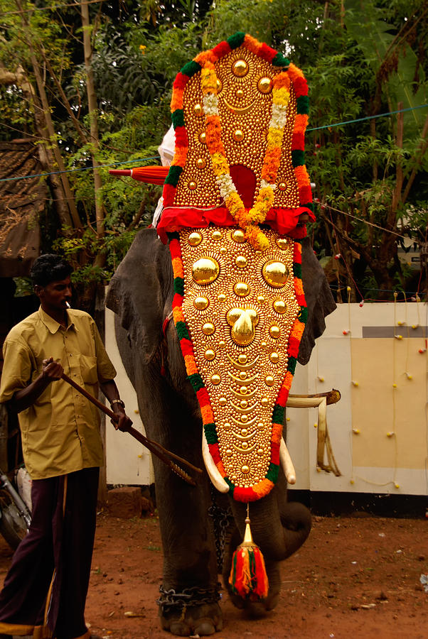 unposted Postcard India Kerala Elephant Decoration 82081 