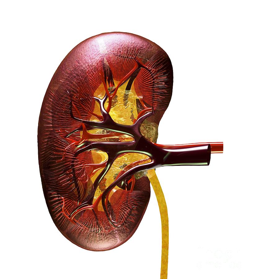 Kidney Anatomy, Artwork Photograph by Russell Kightley