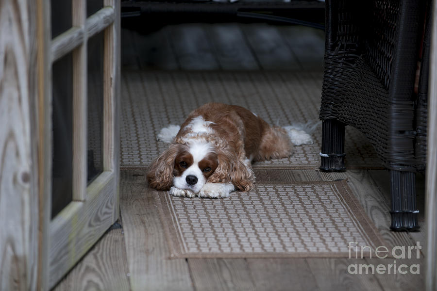 Dog Photograph - Cavalier King Charles by Dale Powell