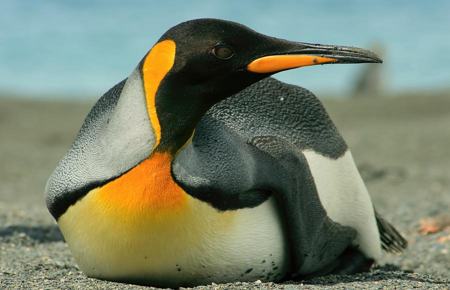King Penguin #1 Photograph by Amanda Stadther