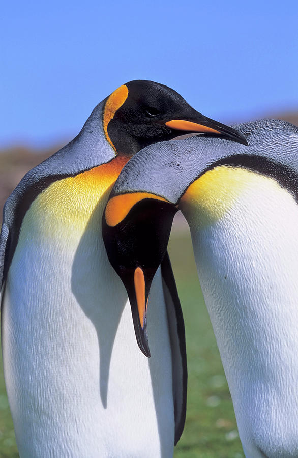 Animal Photograph - King Penguin (aptenodytes Patagonica #3 by Martin Zwick