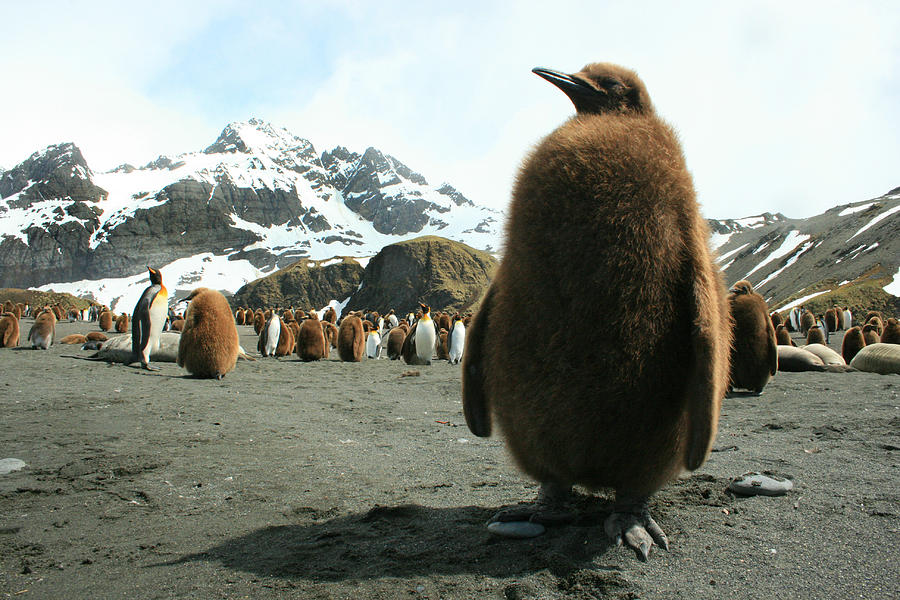 King Penguin Chick #3 Photograph by Amanda Stadther