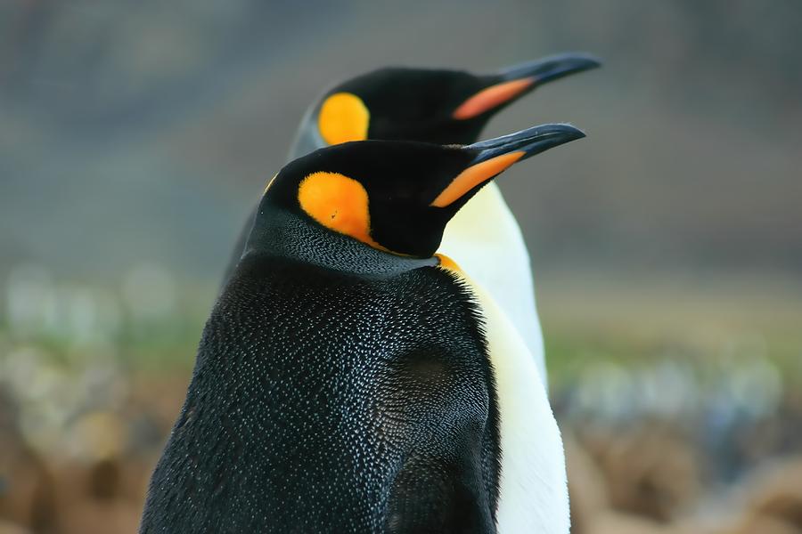 King Penguins #3 Photograph by Amanda Stadther