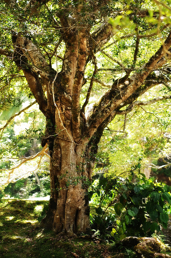 Kingdom Of The Trees. Peradeniya Botanical Garden. Sri Lanka Photograph