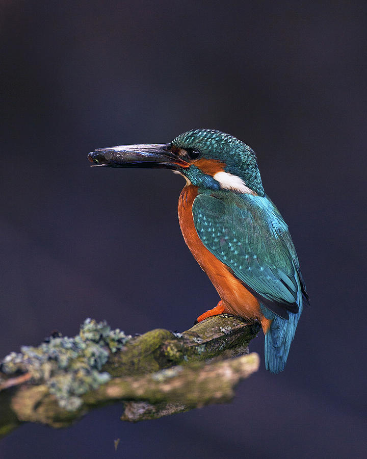 Kingfisher #3 Photograph by Paul Scoullar
