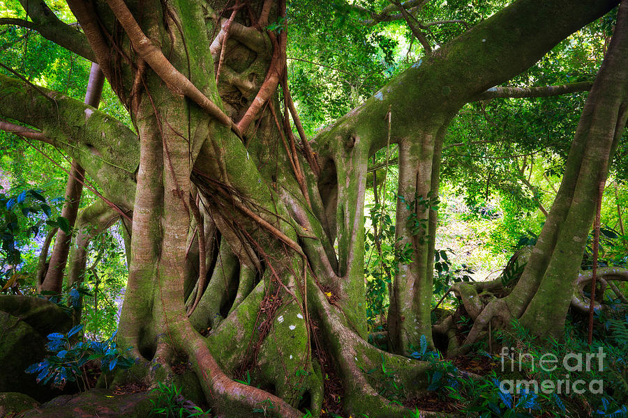 Jungle Photograph - Kipahulu Banyan Tree #2 by Inge Johnsson