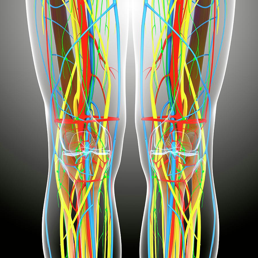 Knee Anatomy Photograph by Pixologicstudio/science Photo Library - Fine ...