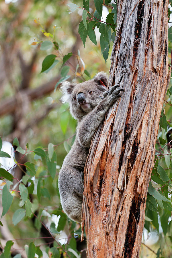 Wildlife Photograph - Koala (phascolarctos Cinereus #3 by Martin Zwick