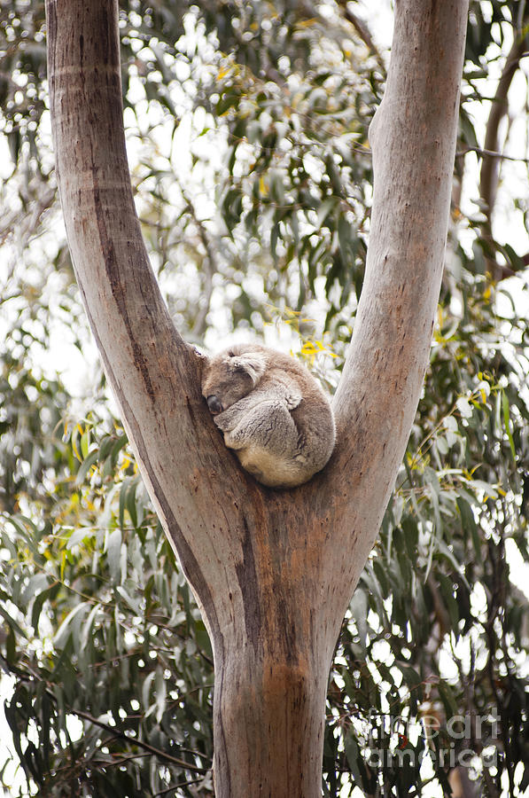 Nature Photograph - Koala #3 by THP Creative