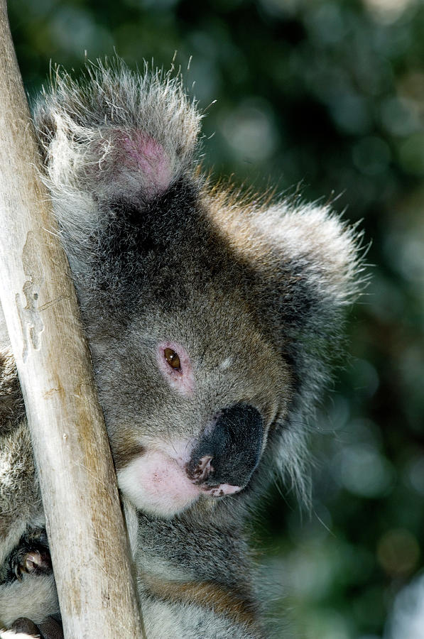 Wildlife Photograph - Koala #3 by Tony Camacho/science Photo Library