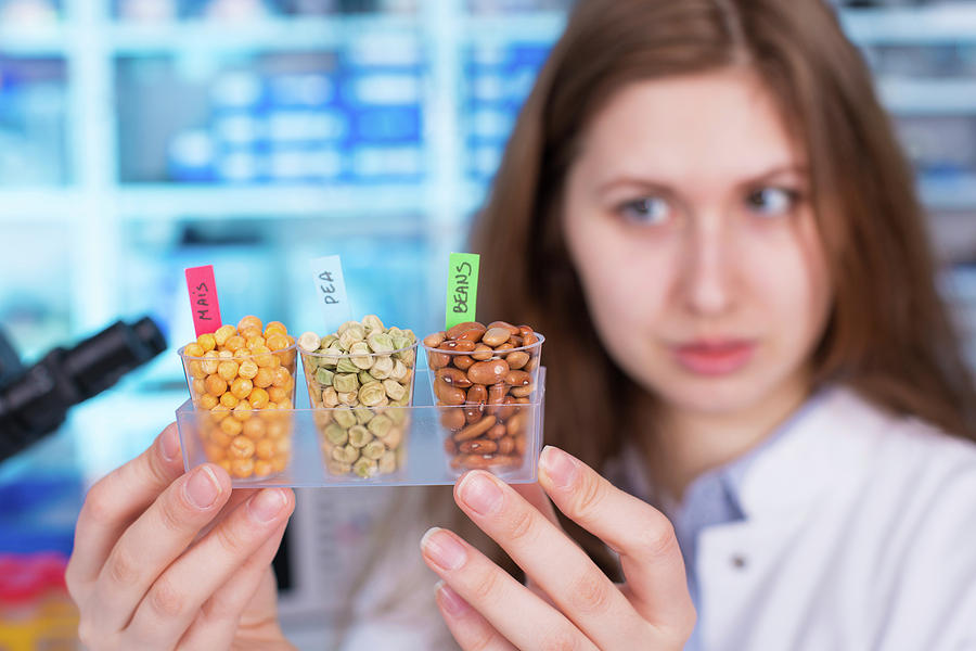 Lab Technician Holding Legumes #3 Photograph by Wladimir Bulgar/science Photo Library