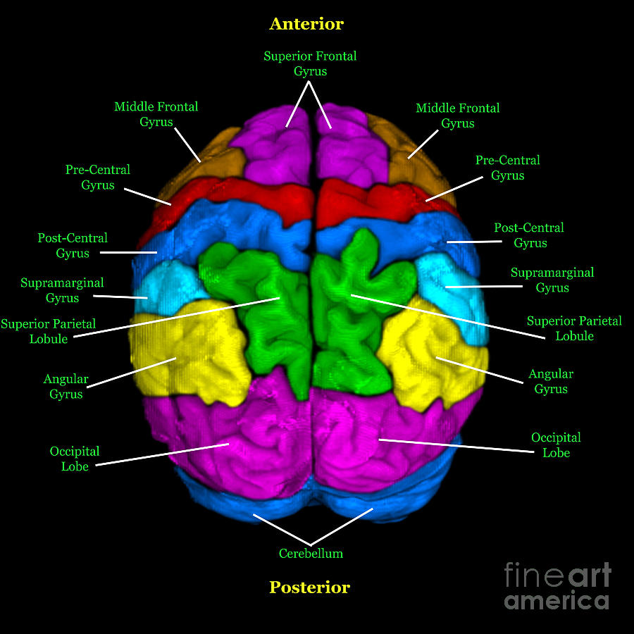 Radiology Anatomy Images Mri Brain Anatomy Mri Brain Brain Anatomy ...