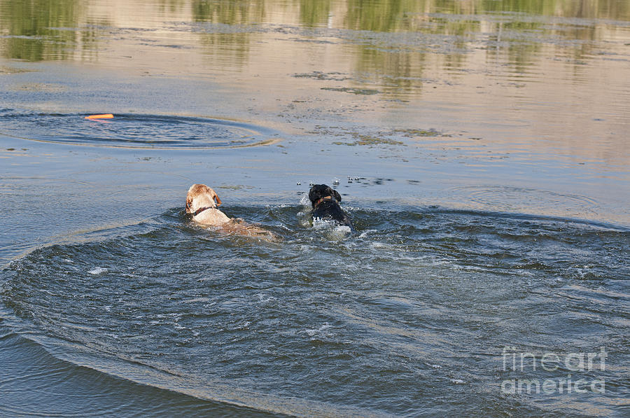 Labrador Retrievers In Pond #3 Photograph by William H. Mullins